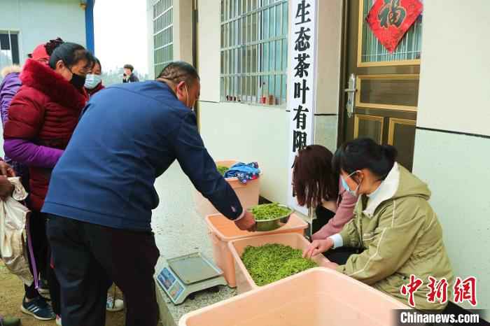 采茶工将采摘的茶叶送到收购点称重。　盛鹏 摄